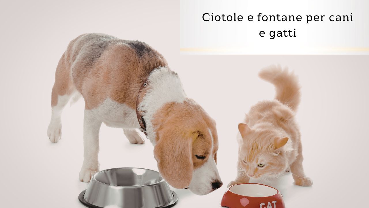 Ciotole e fontane per cani e gatti