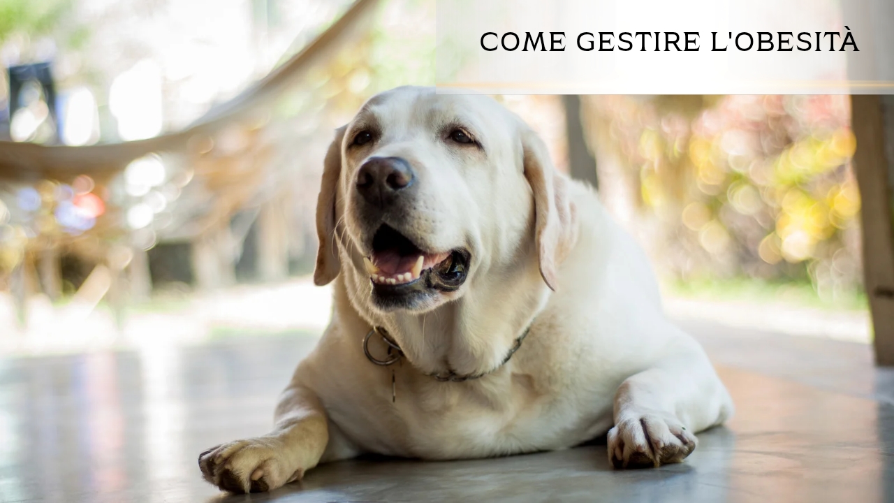 Come gestire l'obesità del cane