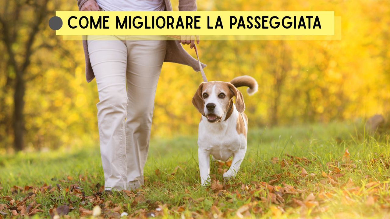 Come migliorare la passeggiata con il cane