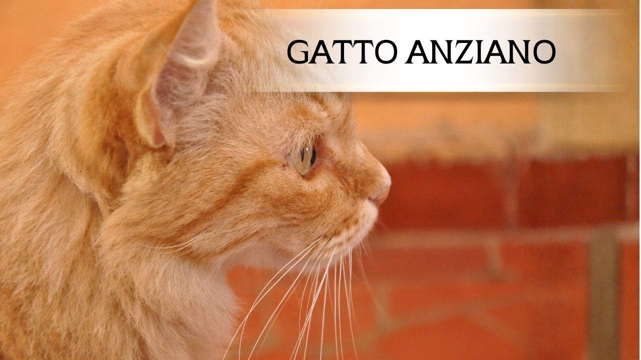 Il gatto anziano: come accompagnarlo al meglio in questa fase delicata della vita