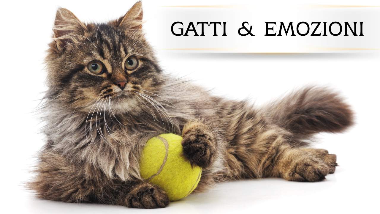 Le emozioni dei gatti: come riconoscerle e capire davvero il tuo micio