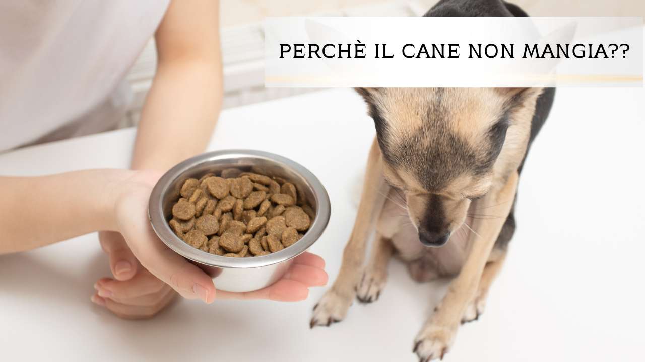 Perché il cane non mangia? 7 motivi e quando preoccuparsi.
