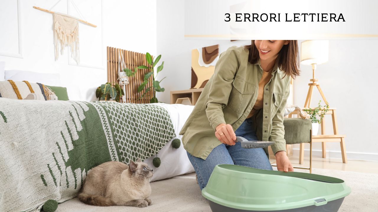 Tre errori della lettiera che stressano il gatto e come evitarli